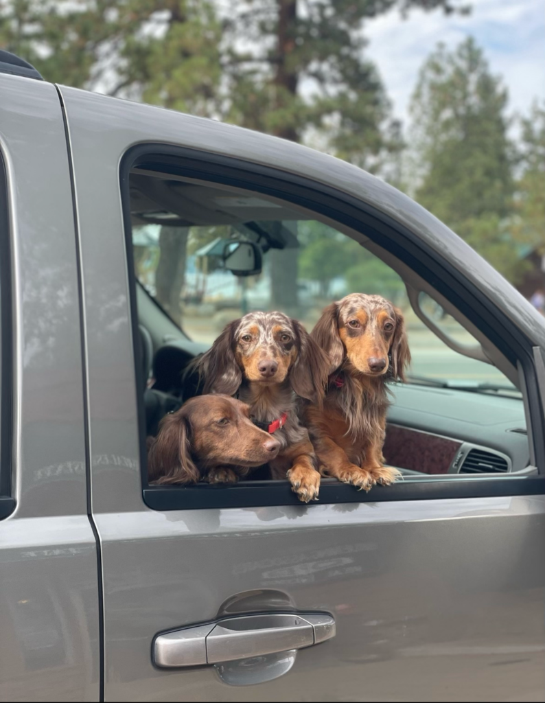 Selling a Home With Pets: Essential Tips for Realtors and Home Sellers