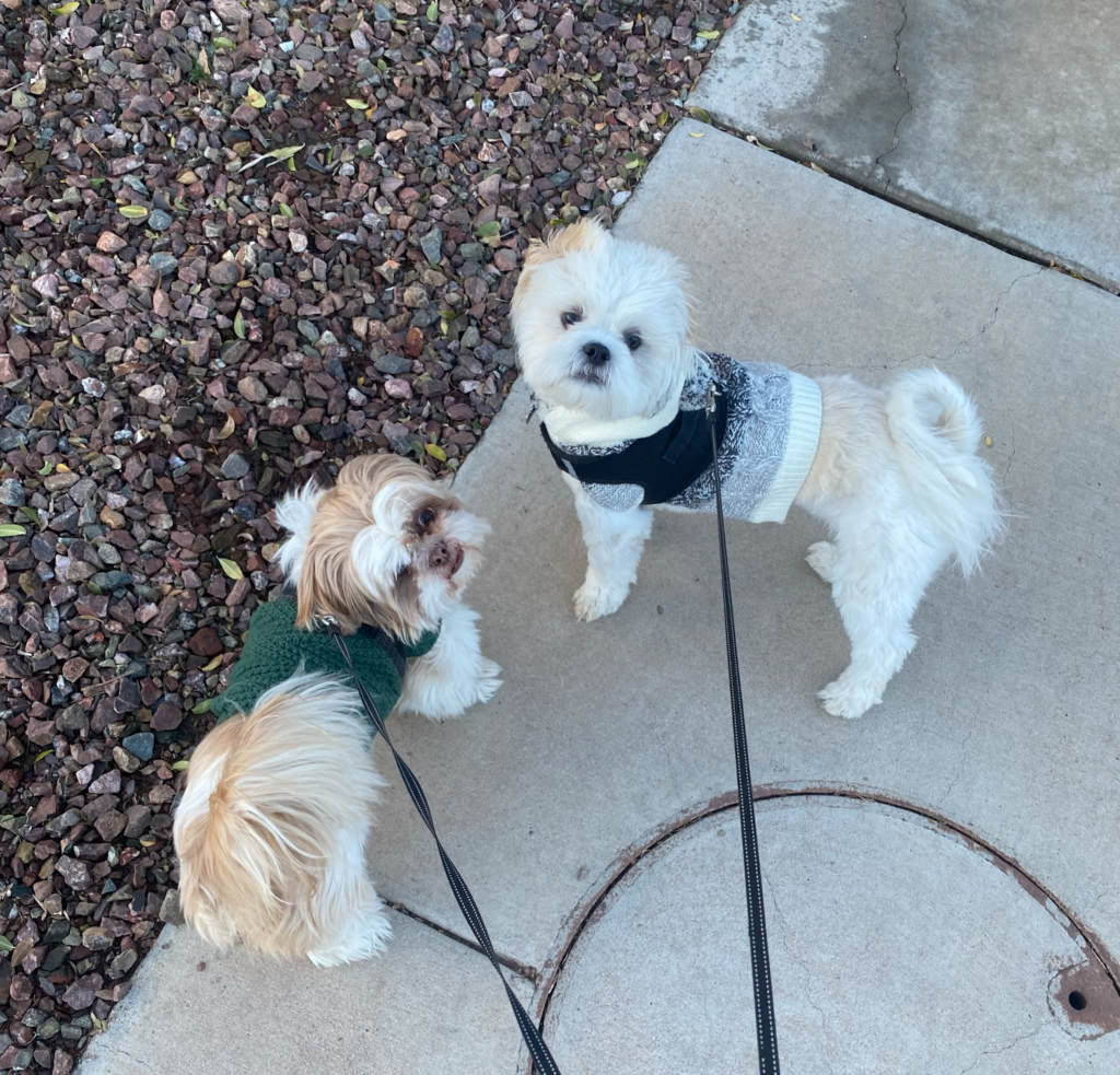 Selling a Home With Pets: Essential Tips for Realtors and Home Sellers