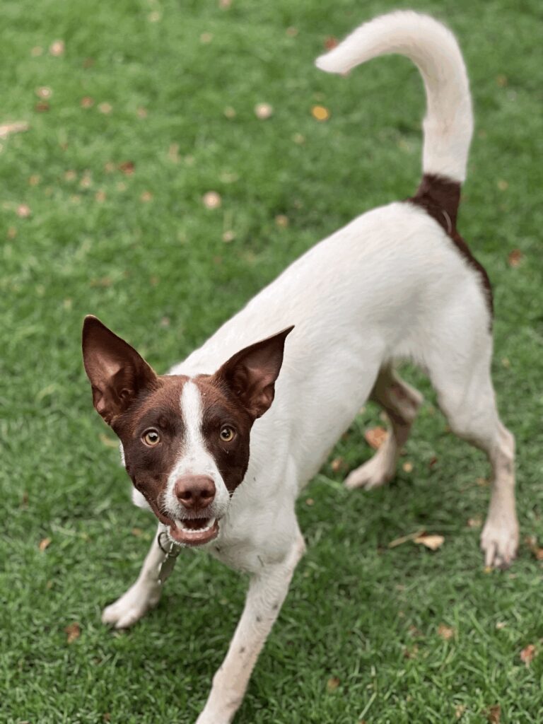 Selling a Home With Pets: Essential Tips for Realtors and Home Sellers